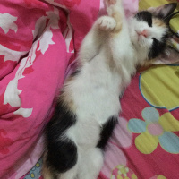Tekir Kedi, Kedi  DEVA fotoğrafı