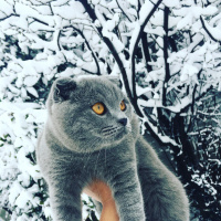 Scottish Fold, Kedi  Pamir fotoğrafı