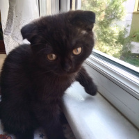 Scottish Fold, Kedi  Karabiber fotoğrafı