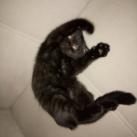Scottish Fold, Kedi  Karabiber fotoğrafı