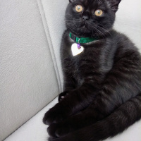 Scottish Fold, Kedi  Karabiber fotoğrafı