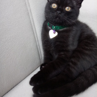 Scottish Fold, Kedi  Karabiber fotoğrafı