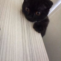 Scottish Fold, Kedi  Karabiber fotoğrafı