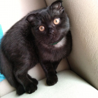 Scottish Fold, Kedi  Karabiber fotoğrafı