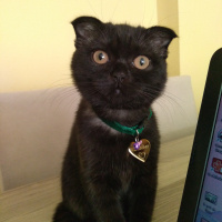 Scottish Fold, Kedi  Karabiber fotoğrafı