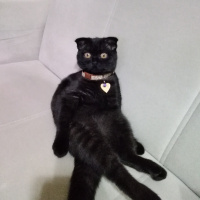 Scottish Fold, Kedi  Karabiber fotoğrafı