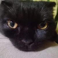 Scottish Fold, Kedi  Karabiber fotoğrafı