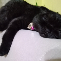 Scottish Fold, Kedi  Karabiber fotoğrafı