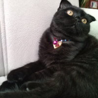 Scottish Fold, Kedi  Karabiber fotoğrafı
