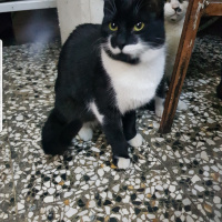 Tekir Kedi, Kedi  Paşa fotoğrafı