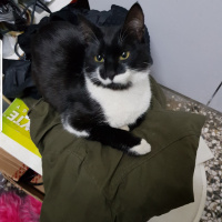 Tekir Kedi, Kedi  Paşa fotoğrafı
