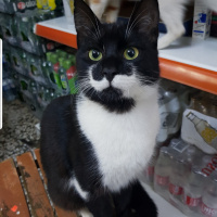 Tekir Kedi, Kedi  Paşa fotoğrafı