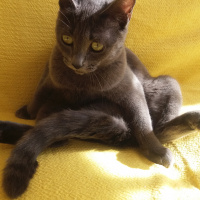 British Shorthair, Kedi  Kizim fotoğrafı