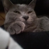 British Shorthair, Kedi  Kizim fotoğrafı