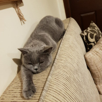 British Shorthair, Kedi  mafin fotoğrafı