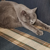 British Shorthair, Kedi  mafin fotoğrafı