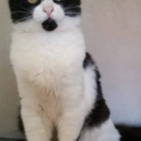 Tekir Kedi, Kedi  Aslan parçası ve maske fotoğrafı