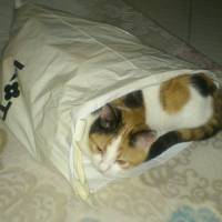 Tekir Kedi, Kedi  müjgan fotoğrafı