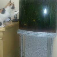 Tekir Kedi, Kedi  müjgan fotoğrafı