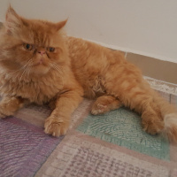İran Kedisi (Persian), Kedi  Rıfkı fotoğrafı