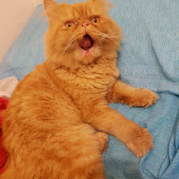 İran Kedisi (Persian), Kedi  Rıfkı fotoğrafı