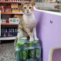 Sarman, Kedi  Bal fotoğrafı