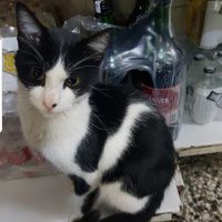 Tekir Kedi, Kedi  Şanslı fotoğrafı