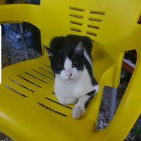 Tekir Kedi, Kedi  Şanslı fotoğrafı