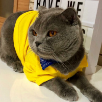 Scottish Fold, Kedi  Gölge fotoğrafı