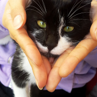 Tekir Kedi, Kedi  Çirkin fotoğrafı