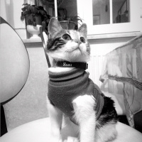 Tekir Kedi, Kedi  LUNA fotoğrafı