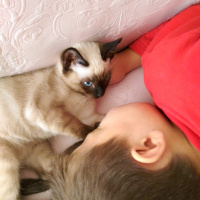 Siyam Kedisi, Kedi  kasper fotoğrafı