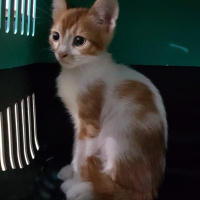 Tekir Kedi, Kedi  Sepet fotoğrafı