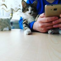 Tekir Kedi, Kedi  Valibey fotoğrafı