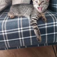 Tekir Kedi, Kedi  Çakıl fotoğrafı