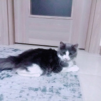 British Shorthair, Kedi  Dolly fotoğrafı
