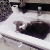 British Shorthair, Kedi  Dolly fotoğrafı
