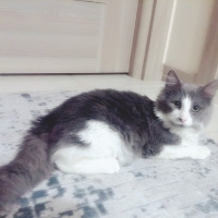British Shorthair, Kedi  Dolly fotoğrafı