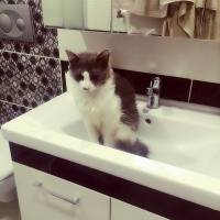British Shorthair, Kedi  Dolly fotoğrafı