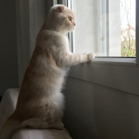 Scottish Fold, Kedi  Leon fotoğrafı