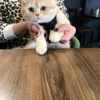Scottish Fold, Kedi  Leon fotoğrafı