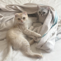 Scottish Fold, Kedi  Leon fotoğrafı