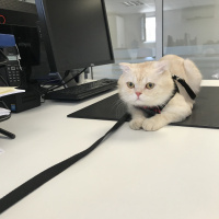 Scottish Fold, Kedi  Leon fotoğrafı