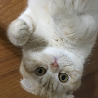 Scottish Fold, Kedi  Leon fotoğrafı