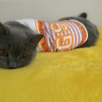 British Shorthair, Kedi  Loki fotoğrafı