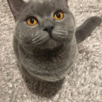 British Shorthair, Kedi  Loki fotoğrafı