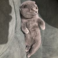 Scottish Fold, Kedi  İzmir fotoğrafı