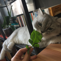 Chinchilla, Kedi  Roka fotoğrafı
