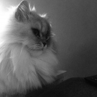 Chinchilla, Kedi  Roka fotoğrafı