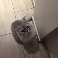 Chinchilla, Kedi  Roka fotoğrafı